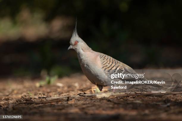 crested pigeon (ocyphaps lophotes) adult bird standing on the ground, northern territory's - ocyphaps lophotes stock pictures, royalty-free photos & images