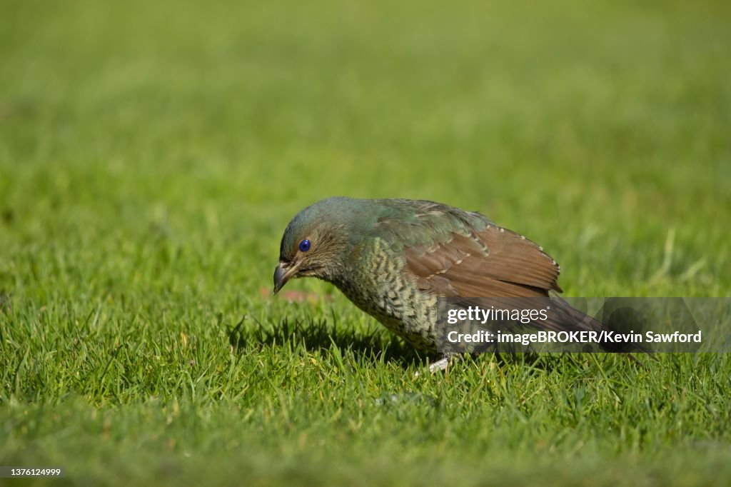 Satin bowerbird (Ptilonorhynchus violaceus) adult female bird searching for food a a grass lawn, Kennett river, Victoria