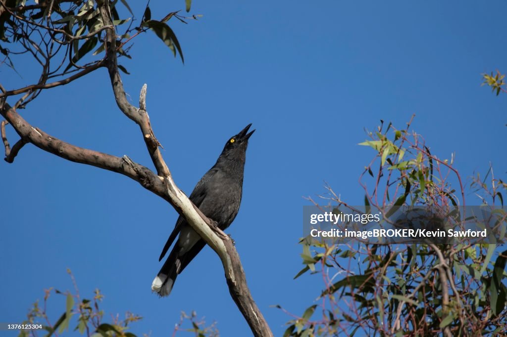 Magpie Call Australian Magpie Adult Bird Calling In A Tree Victoria High-Res Stock ...
