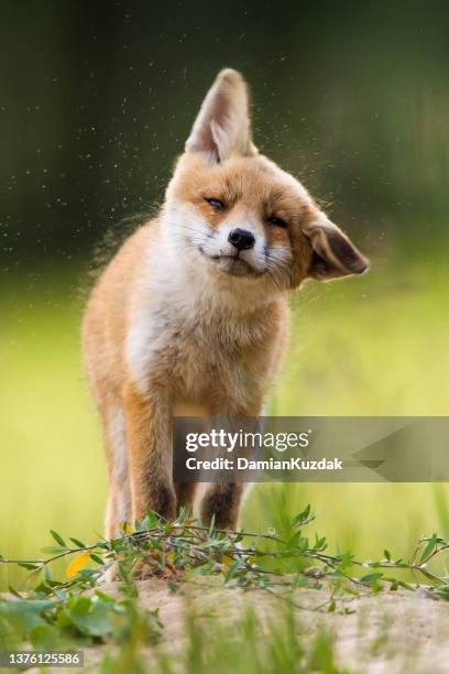 rotfuchs (vulpes vulpes) - fox stock-fotos und bilder