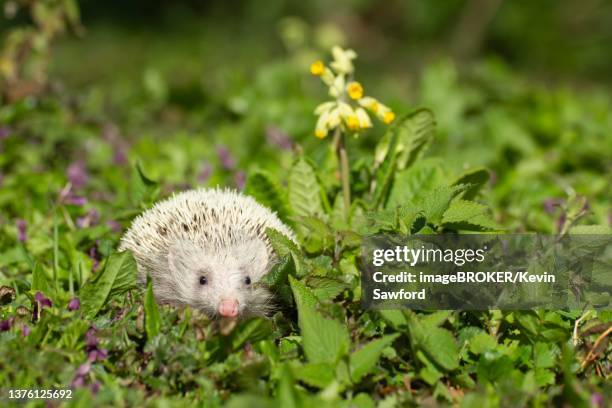 european hedgehog (erinaceus europaeus) albino, adult amongst springtime flowers, suffolk, england, united kingdom - equinox stockfoto's en -beelden