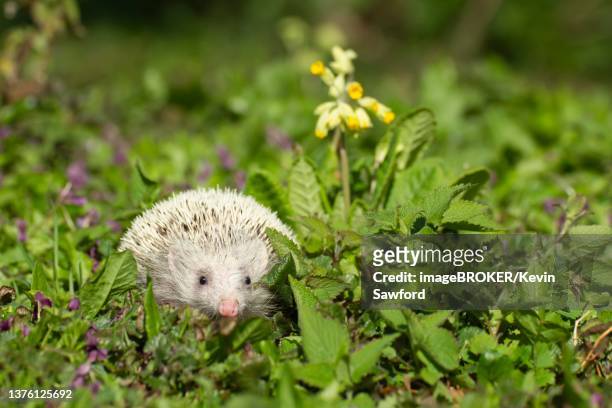 european hedgehog (erinaceus europaeus) albino, adult amongst springtime flowers, suffolk, england, united kingdom - first day of spring stock pictures, royalty-free photos & images