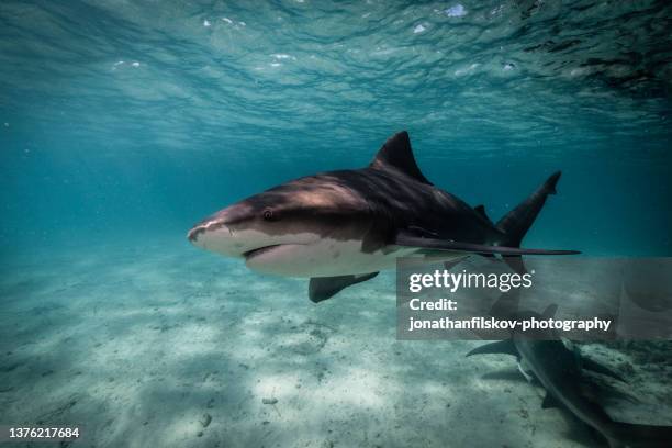 shark underwater - deep ocean predator stock pictures, royalty-free photos & images