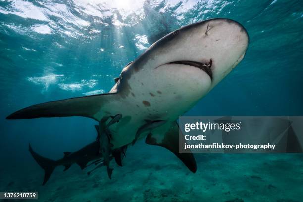 shark underwater - requiem shark stock pictures, royalty-free photos & images