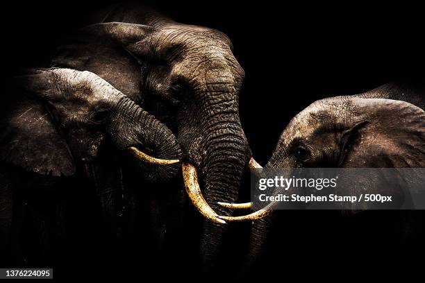 elephants touching trunks with black vignette,tembe elephant park,south africa - maputaland fotografías e imágenes de stock