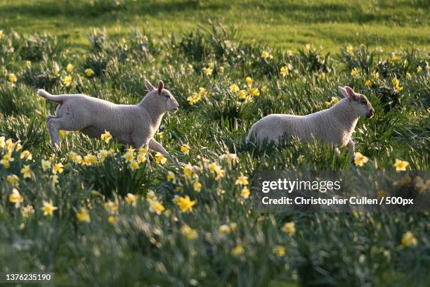 spring lamb prancing through grassy field - daffodil field 個照片及圖片檔