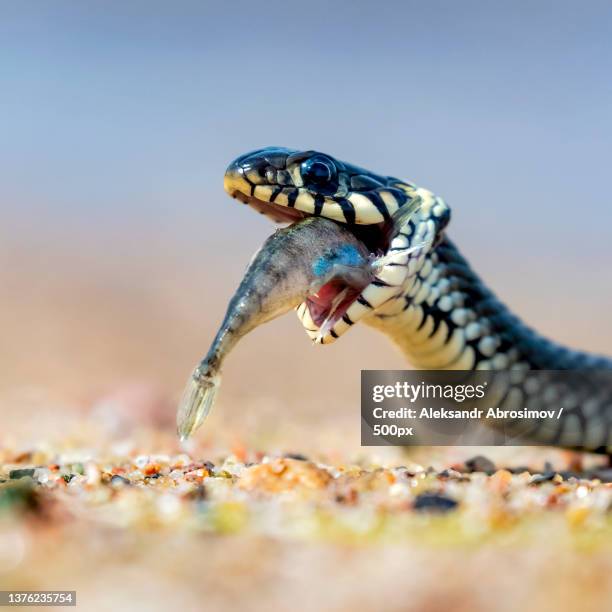 grass snake,close-up of grass water viper on field - grass snake stock pictures, royalty-free photos & images