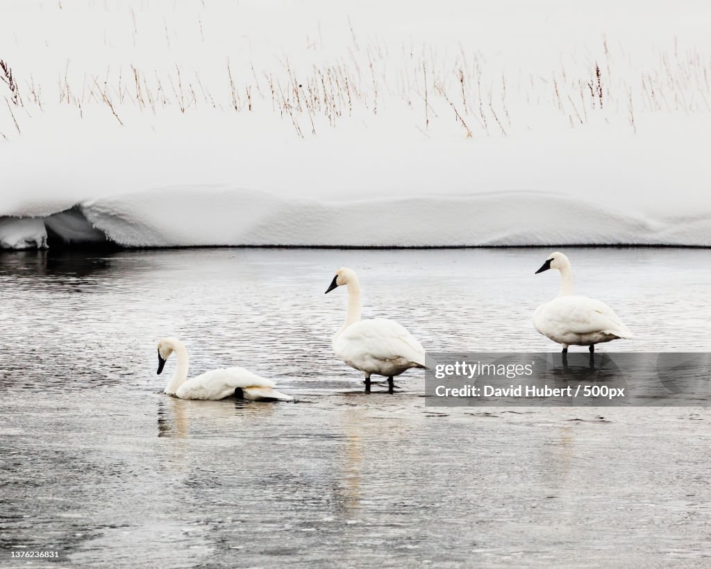 Swans on frozen River,Yellowstone National Park,Wyoming,United States,USA