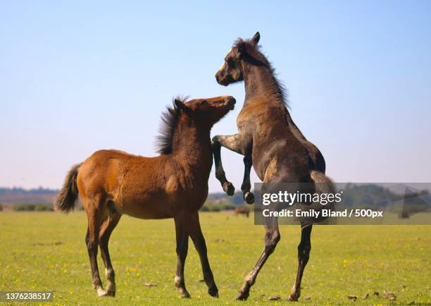 new forest ponies,two horses playing on the ranch,united kingdom,uk - foap stock pictures, royalty-free photos & images