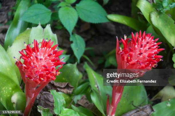 billbergia pyramidalis, commonly known as the flaming torch and foolproof plant - bromeliad stock pictures, royalty-free photos & images