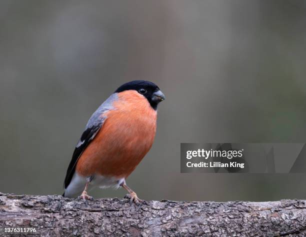 male bullfinch - ciuffolotto comune eurasiatico foto e immagini stock