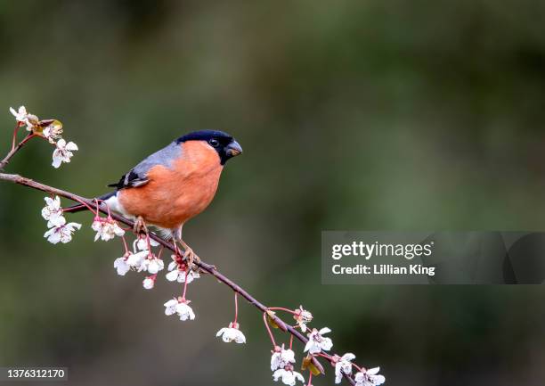 male bullfinch - eurasian bullfinch stock pictures, royalty-free photos & images