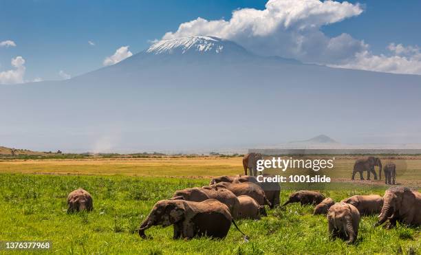 mt kilimanjaro kibo peak and african elephant herd at wild - kilimanjaro stock pictures, royalty-free photos & images