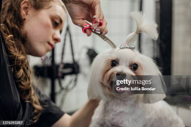 pet grooming - peluquero de animales fotografías e imágenes de stock