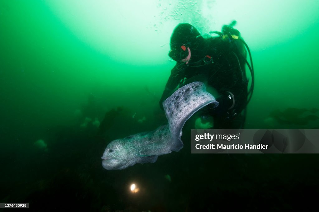 Wolf Eel, Anarrhichthys ocellatus