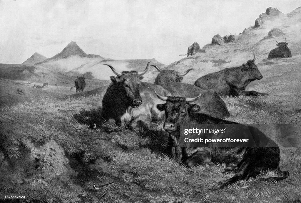 The Mountains of Auvergne/Red Cattle Resting on a Grassy Hill, Painting by Rosa Bonheur - 19th Century