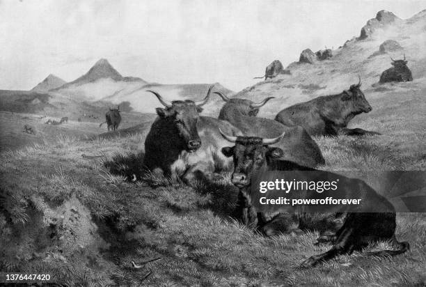 the mountains of auvergne/red cattle resting on a grassy hill, painting by rosa bonheur - 19th century - french alps stock illustrations