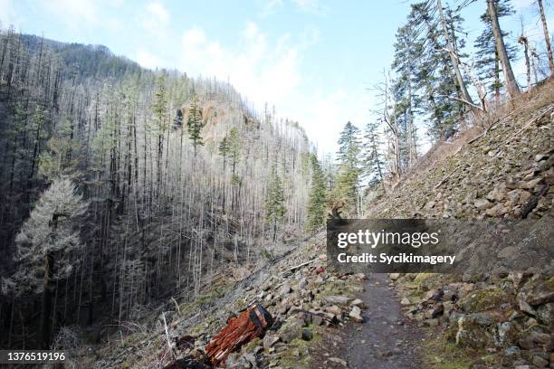 burnt forest wilderness, eagle creek trail - eagle creek trail stockfoto's en -beelden