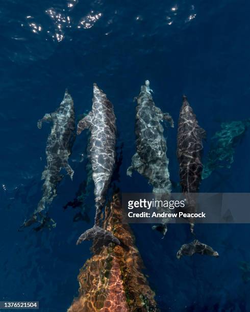 bottlenose dolphins (tursiops truncatus) ride the pressure wave ahead of the ship bow. - baixa califórnia do sul imagens e fotografias de stock