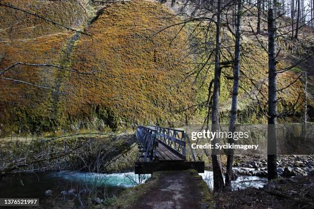 mossy river valley - eagle creek trail stockfoto's en -beelden