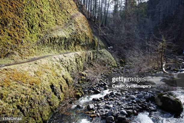 mossy river valley - eagle creek trail stockfoto's en -beelden