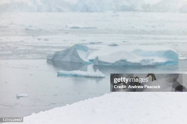 a waddle of gentoo penguins (pygoscelis papua). - waddling stock pictures, royalty-free photos & images