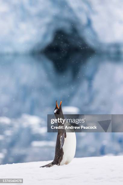 eselspinguine (pygoscelis papua). - eselspinguin stock-fotos und bilder