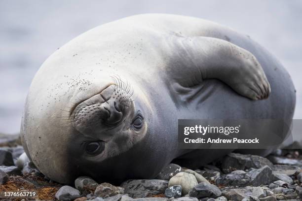 young southern elephant seals (mirounga leonina) are known as weaners. - elephant seal stock pictures, royalty-free photos & images