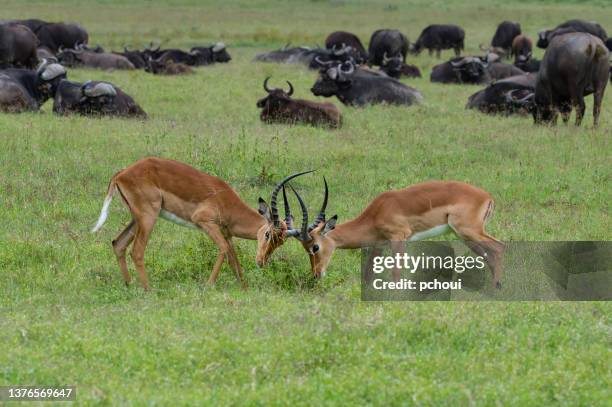 impalas in the wild. two males fighting for dominance in front of african buffalos - buffalo stock pictures, royalty-free photos & images