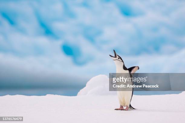 pingüino barbijo (pygoscelis antarcticus) sobre hielo, península antártica. - chinstrap penguin fotografías e imágenes de stock