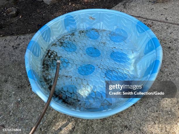 Hose is used to fill a rigid plastic kiddie pool or wading pool in a domestic backyard setting, Lafayette, California, February 4, 2022.