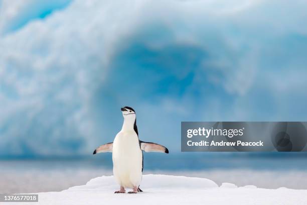 zügelpinguin (pygoscelis antarcticus) auf eis, antarktische halbinsel. - antarktis tiere stock-fotos und bilder