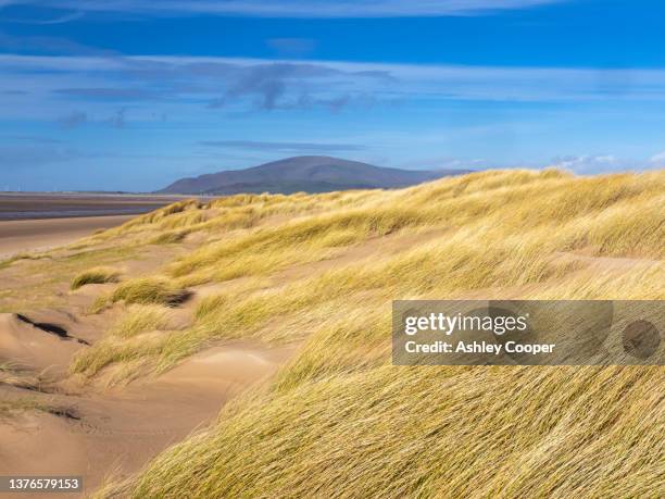 sandscale hawes at roanhead on the cumbrian coast near barrow in furness is a rare sand dune habitat, looking across the estuary to black combe. - cumbrian coast stock-fotos und bilder