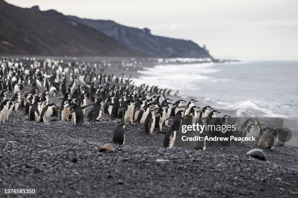 manchots à jugulaire (pygoscelis antarcticus) bailey head, deception island, îles shetland du sud, antarctique. - chinstrap penguin photos et images de collection