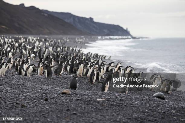 pinguini sottogola (pygoscelis antarcticus) bailey head, deception island, isole shetland meridionali, antartide. - deception island foto e immagini stock