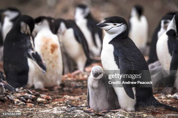 chinstrap penguins (pygoscelis antarcticus) with parents and chicks bailey head, deception island, south shetland islands, antarctica. - young bird stock pictures, royalty-free photos & images