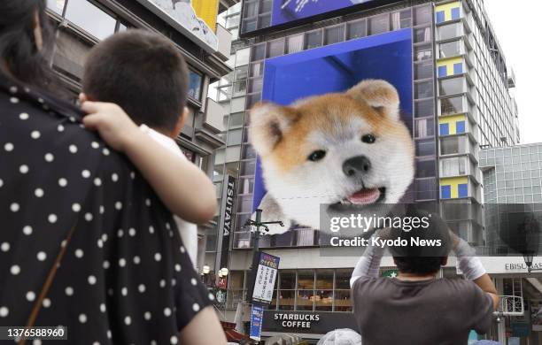 Three-dimensional advertisement board showing an Akita dog appearing to protrude from the screen is set up on the wall of a building in Osaka's...