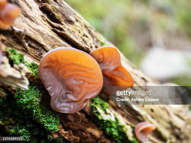 jews ear, auricularia auricula growing on a dead branch in ambleside, lake district, uk. - auricularia auricula judae stock pictures, royalty-free photos & images