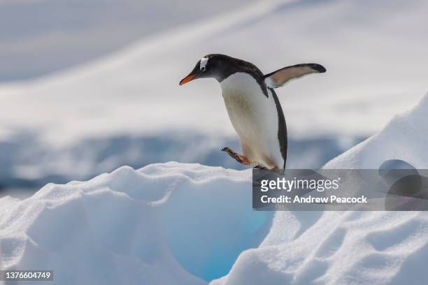 gentoo penguin (pygoscelis papua), antarctica. - gentoo penguin stockfoto's en -beelden