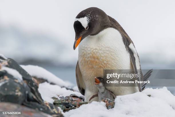 gentoo penguin (pygoscelis papua) parent with chick. - penguin stock pictures, royalty-free photos & images
