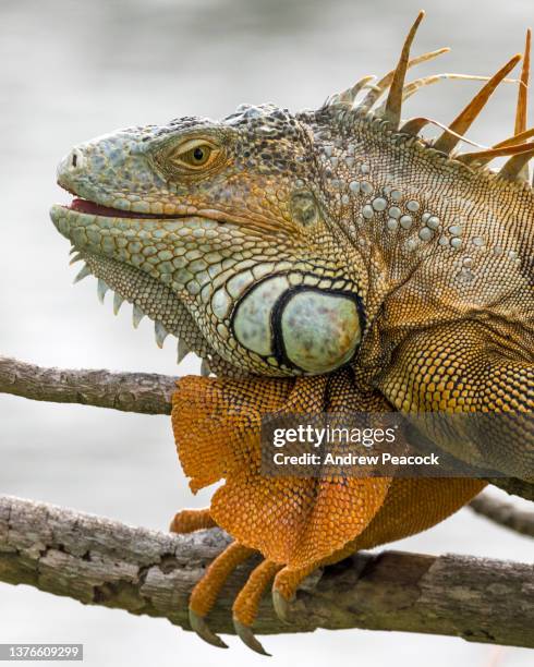 green iguana (iguana iguana). - green iguana stock pictures, royalty-free photos & images