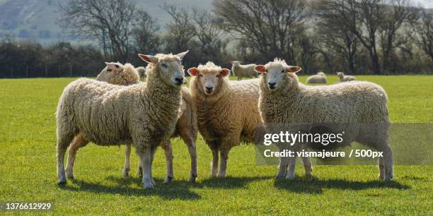 feel so alive this easter - baa,united kingdom,uk - herd fotografías e imágenes de stock