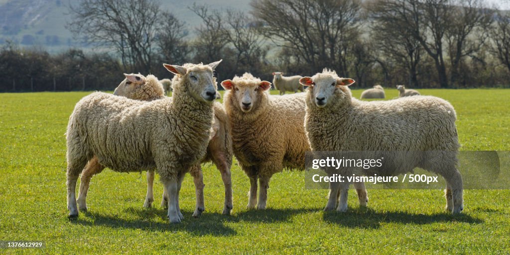 Feel so alive this easter - baa,United Kingdom,UK