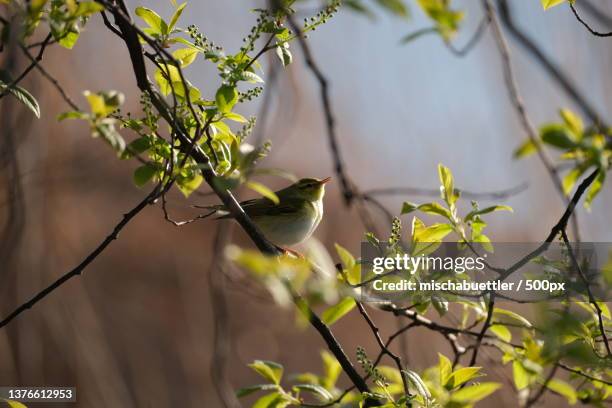 willow warbler,close-up of flowering plant against tree,thun,switzerland - knospend stock-fotos und bilder