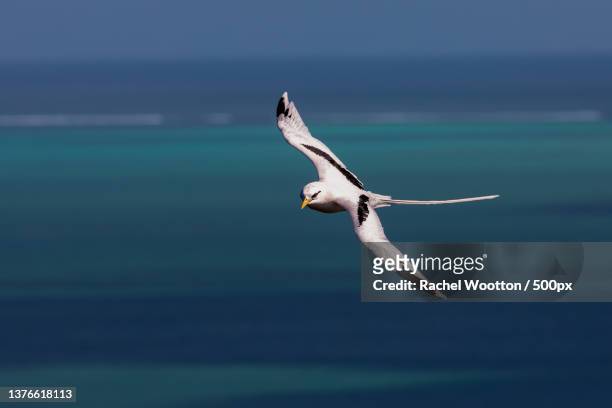 paille en queue,close-up of kelp gull flying over sea,rodrigues,mauritius - mauritius stock-fotos und bilder