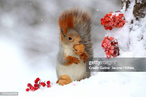 close-up of squirrel on snow covered field - squirrel fotografías e imágenes de stock