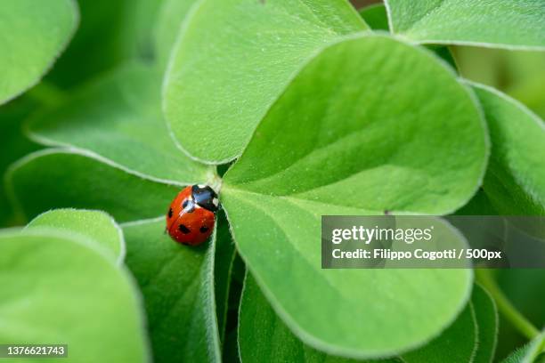 red ladybug on clover,close-up of ladybug on leaf,sardegna,italy - ladybug stock pictures, royalty-free photos & images