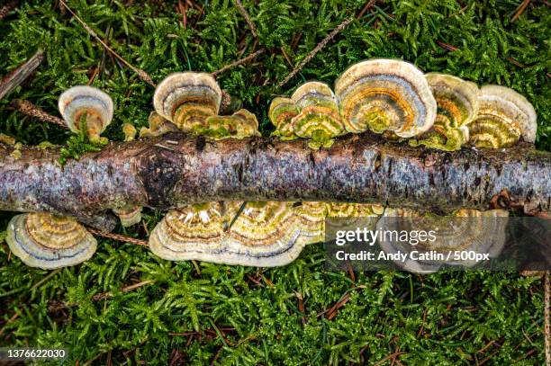 high angle view of mushrooms growing on field,penperlleni,pontypool,united kingdom,uk - green mushroom stock pictures, royalty-free photos & images