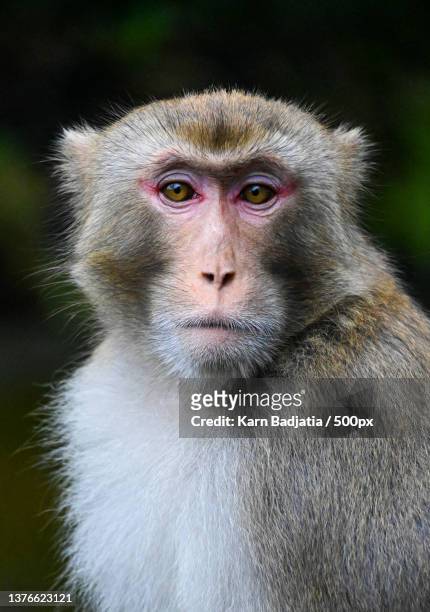 right there,close-up portrait of macaque,hong kong - macaque stock-fotos und bilder