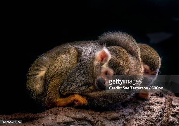 close-up of squirrel monkey on rock against black background,phoenix,arizona,united states,usa - dödskalleapa bildbanksfoton och bilder